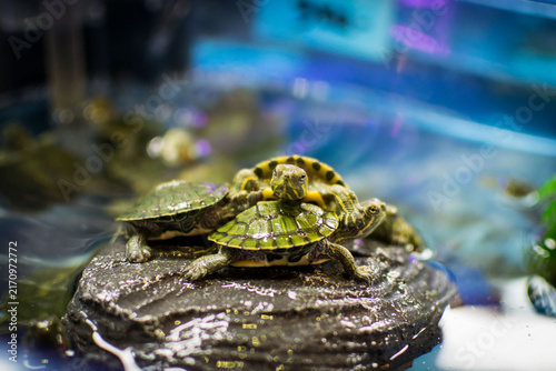 Group of Small Aquatic Turtles Resting on Rock in Aquarium