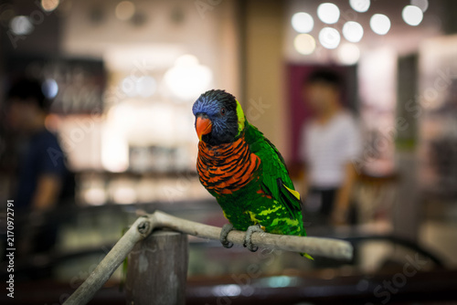 Colorful Rainbow Lorikeet Parrot Perching on Wooden Branch