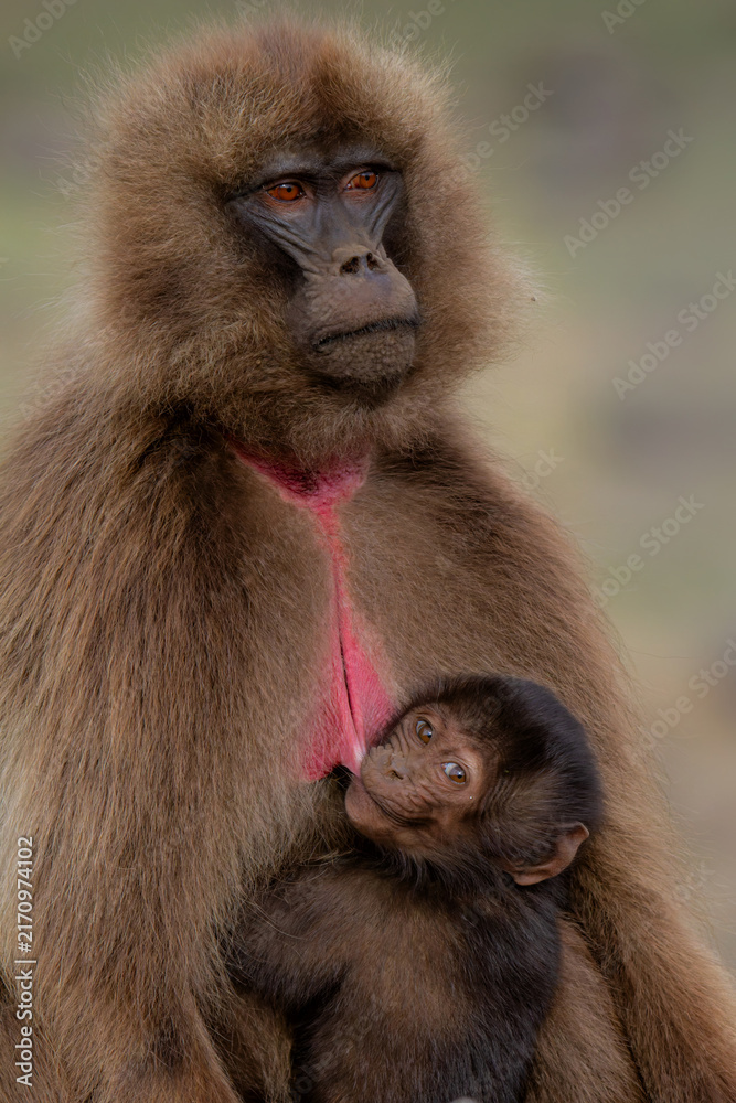 Obraz premium Portrait of a Gelada Baboon(Theropithecus gelada), sometimes called the bleeding-heart monkey or red heart baboon in the Simien Mountains National Park in Ethiopia