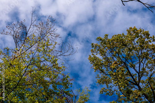 Looking up at trees with green leaves and blue sky in a park during daytime