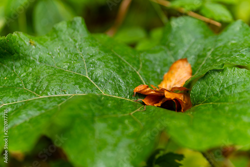 Leaves and a dry leaf resting on top among greenery in a natural setting during the day