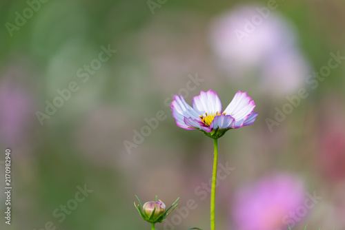 Принти на полотні Close up of blooming white and pink bicolor cosmos flower with soft blurry bokeh