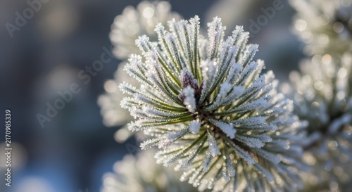 Close-up of a frosty pine branch with delicate ice crystals in a winter forest.