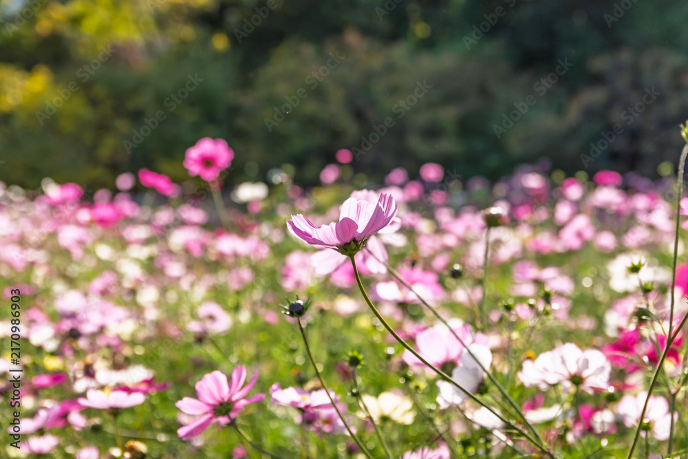 Obraz premium Bright pink cosmos flowers blooming in vast autumn field with soft sunlight and green bokeh in Japan