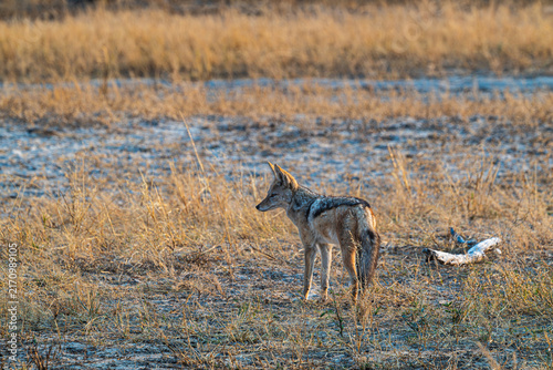 Foto Black-backed jackal (Canis mesomelas) in dry savanna grassland, Hwange National Park, Zimbabwe, southern Africa