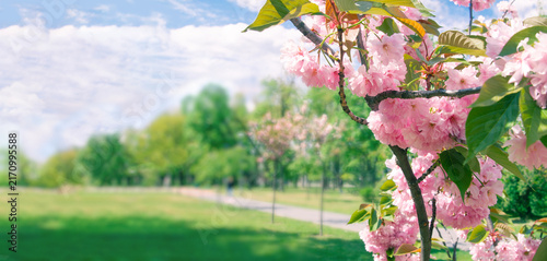 Obraz na płótnie Panorama of pink sakura flowers on the background of park alley