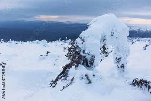 Snow covered spruce tree. Frost on the Northern Ural mountains, Komi Republic, Russia