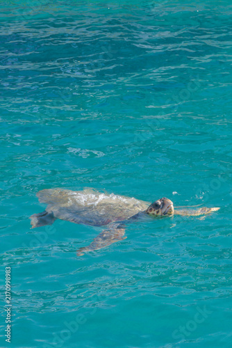 Caretta caretta turtle in Zakynthos