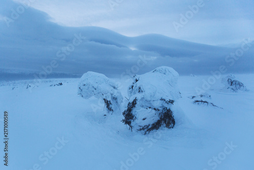 Snow covered spruce tree. Frost on the Northern Ural mountains, Komi Republic, Russia