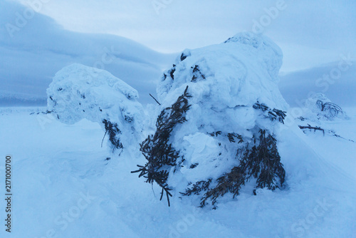 Snow covered spruce tree. Frost on the Northern Ural mountains, Komi Republic, Russia