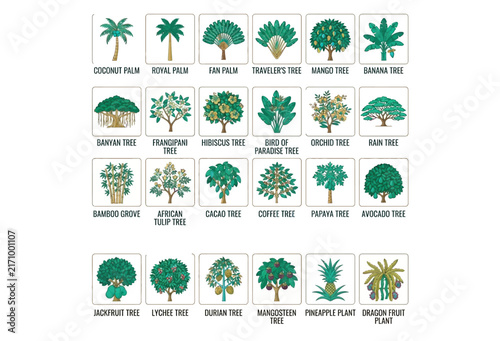 Vector illustration showcasing various tropical tree foliage and fruit bearing plants