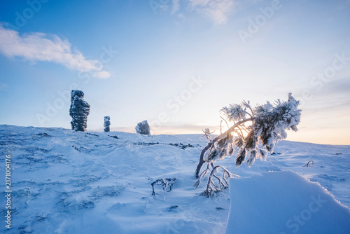 Tree on Northern Ural mountains, Russia