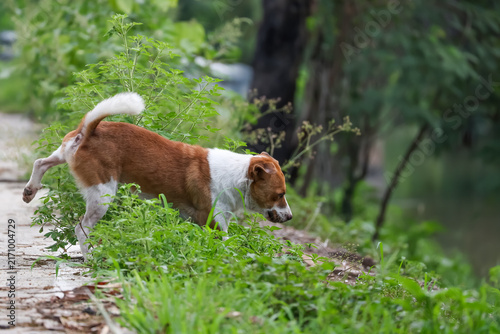 Brown and White Dog Sniffing Ground Among Green Plants on Nature Trail
