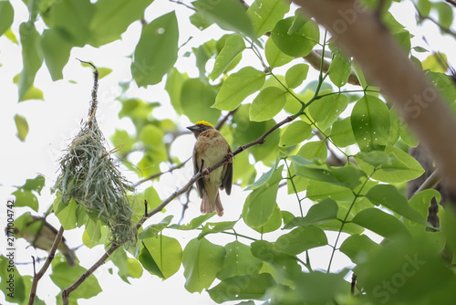 Baya Weaver Bird Perched Near Hanging Nest on Green Tree Branch