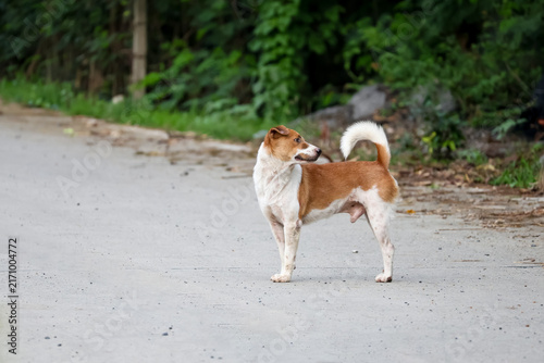 Brown and White Dog Standing Alert on Rural Road Side Profile with Copy Space