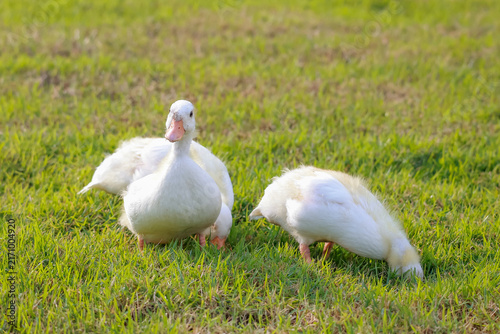White Ducks Grazing Together on Fresh Green Grass Farm Field