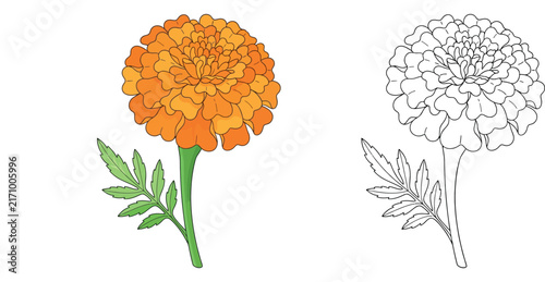 Orange Marigold Flower Botanical Illustration Coloring Page