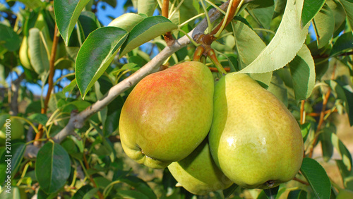 Ripe pears waiting to be harvested in the orchards of Alcoletge.