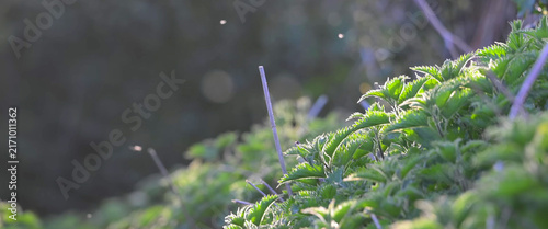 Stinging nettles backlit by evening sun, British woodland