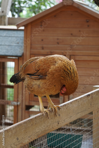 little animal at little farm in zakynthos