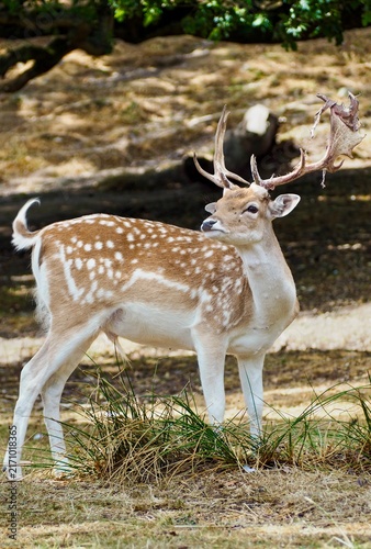 Canvastavla Spotted fallow deer standing in a woodland clearing with large antlers and a natural forest background