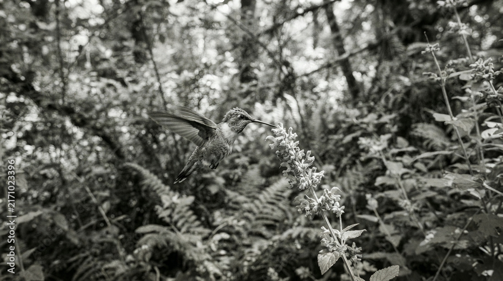 Obraz premium Hummingbird reaching a cluster of blossoms above ferns in soft monochrome