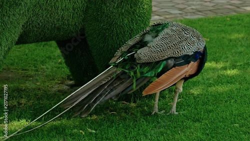 Beautiful male Indian peafowl with bright colorful feathers walking on a green lawn in a park on a sunny day.