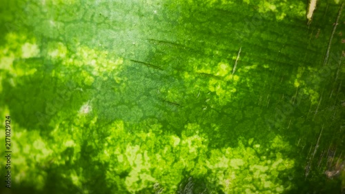 Watermelon Texture Close Up, Green Natural Fruit Background
