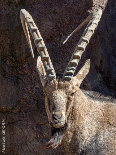 Konstfotografi Steinbock
