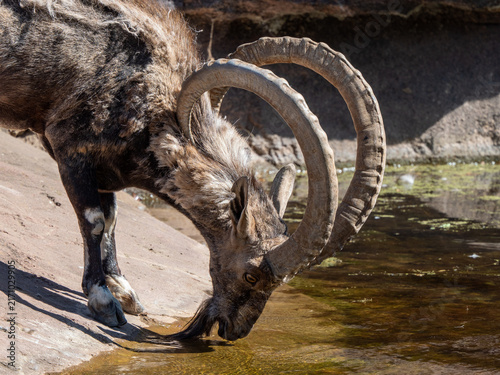 Konstfotografi Steinbock