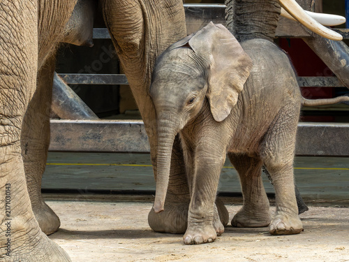 Photography Elefant