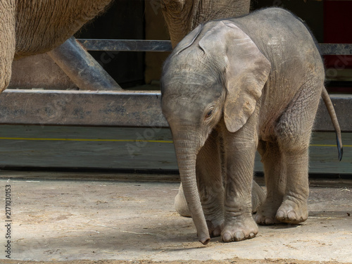 Photography Elefant