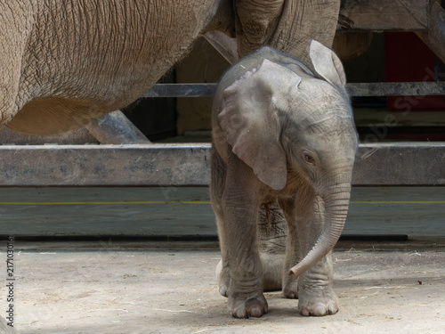 Photography Elefant