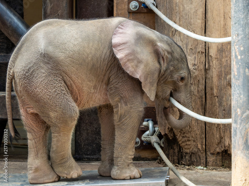 Photography Elefant