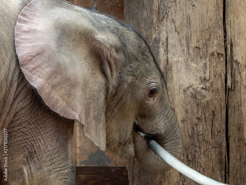Photography Elefant