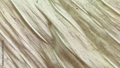 Macro detail of dry corn husk with natural fibers and organic texture.