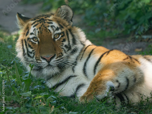 Canvas Print Tiger