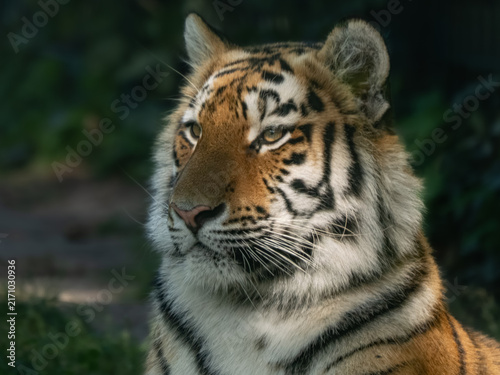 Photography Tiger