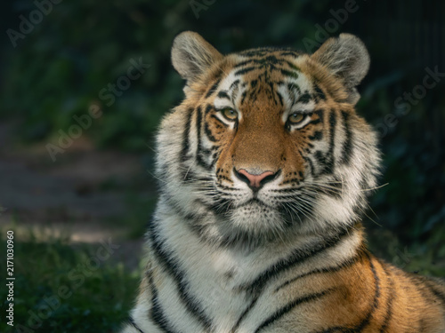 Photography Tiger