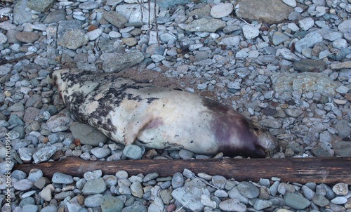 Dead grey seal lying on the rocky pebble shore of a beach.
