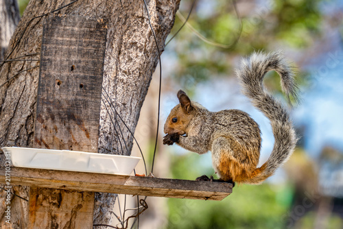 Guayaquil Squirrel (Sciurus stramineus) perched on a wooden feeding platform in Lima