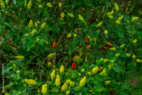 Obraz na plátne Fresh Bird's Eye Chili Plants with Green, Yellow, Orange and Red Peppers