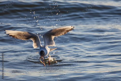 Foto Black headed gull taking off from sea with caught fish and spread wings
