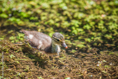 Fotografie A fluffy Mandarin duckling paddling through water covered in duckweeds in the We