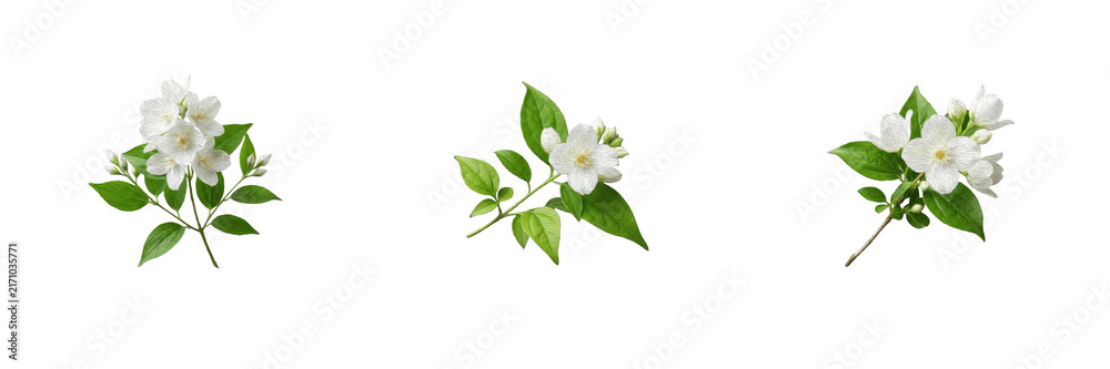 Fototapeta premium White Jasmine Flower Clipart Set Botanical Blossom Branch Green Leaves Floral PNG Overlays Spring Garden Wedding Invitation Background Decor Vector Design
