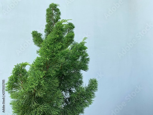 A vibrant green pine tree against a plain blue wall.