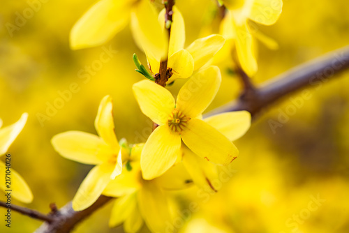  Blooming forsythia flowers, macro photography of spring yellow blossoms