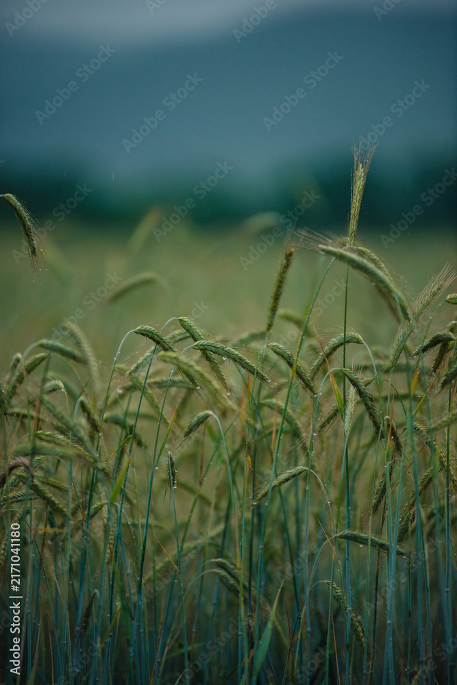 Obraz premium Detailed shot of wet cereal crops leaning in a field during a rainy day with a hazy dark background.