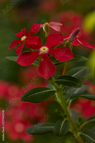 Red blooming catharanthus roseus flowers in garden