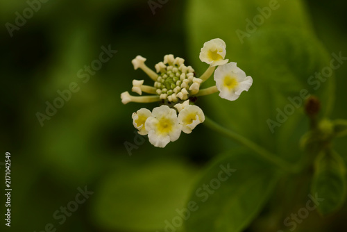 West indian lantana flowers blooming in natural environment